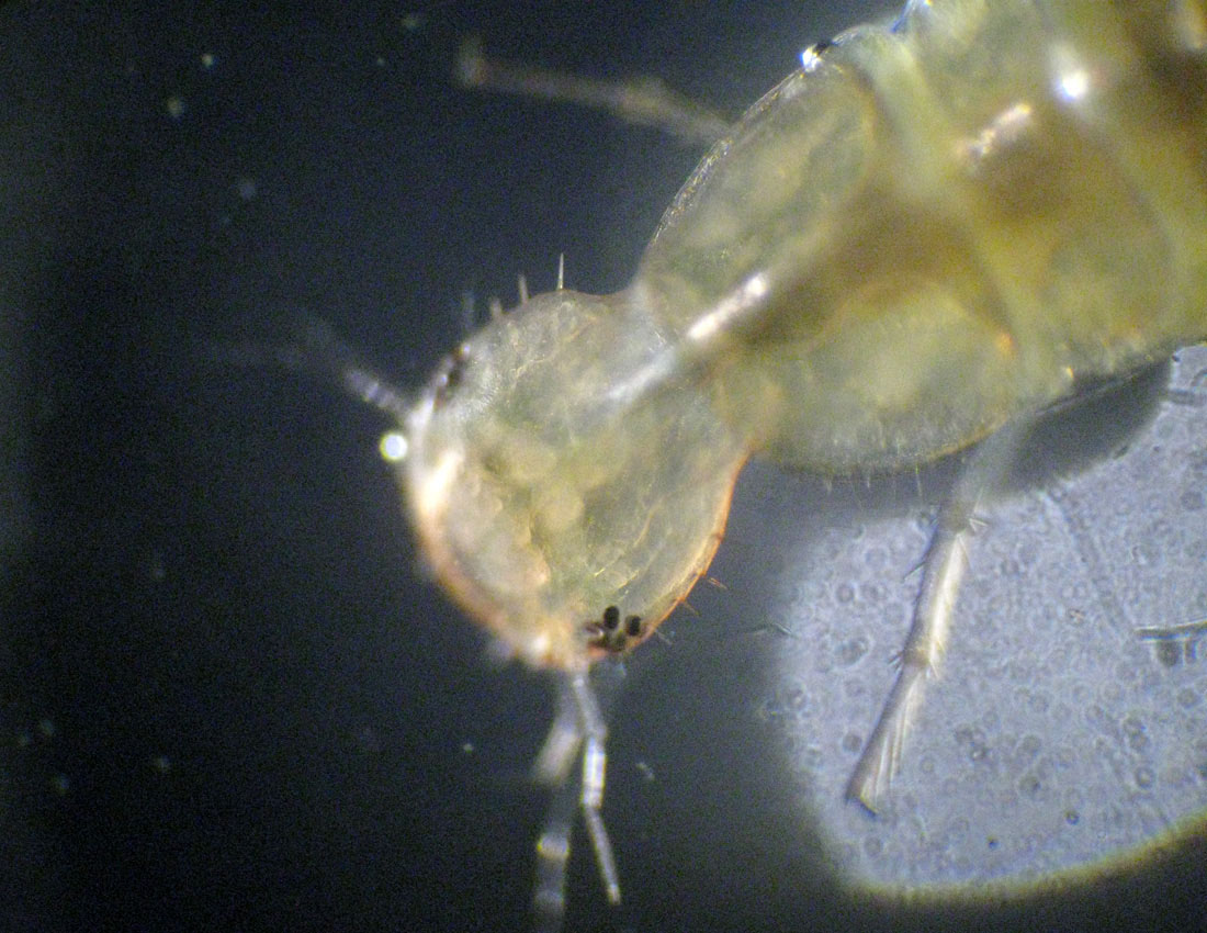 Probabile larva di Dytiscidae